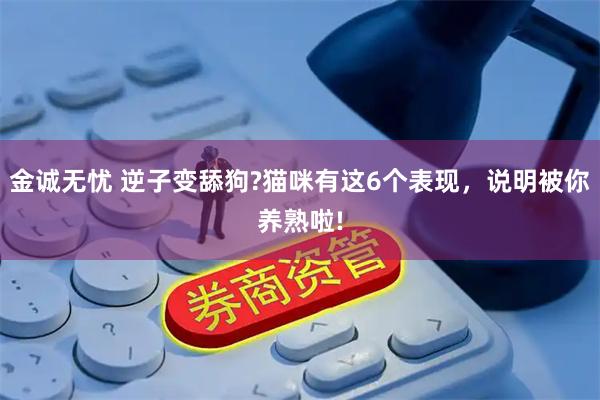 金诚无忧 逆子变舔狗?猫咪有这6个表现，说明被你养熟啦!